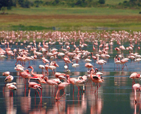 Flamingos